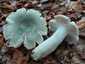 Varashátú galambgomba (Russula virescens), Őrség